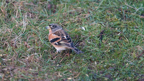Brambling, Scaling Dam, January 2015
