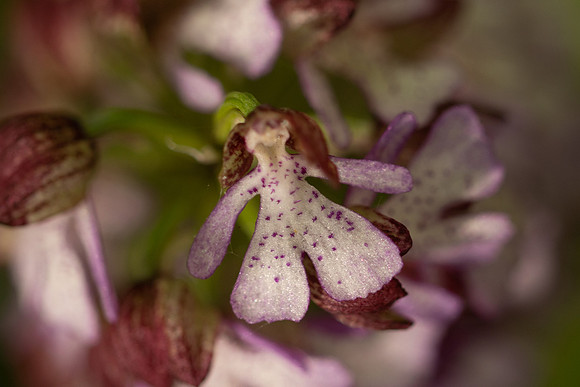 Lady Orchid, Yockletts Bank, May 2024