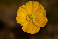 Icelandic Poppy,  Snæfellsnes peninsula, Iceland, June 2022