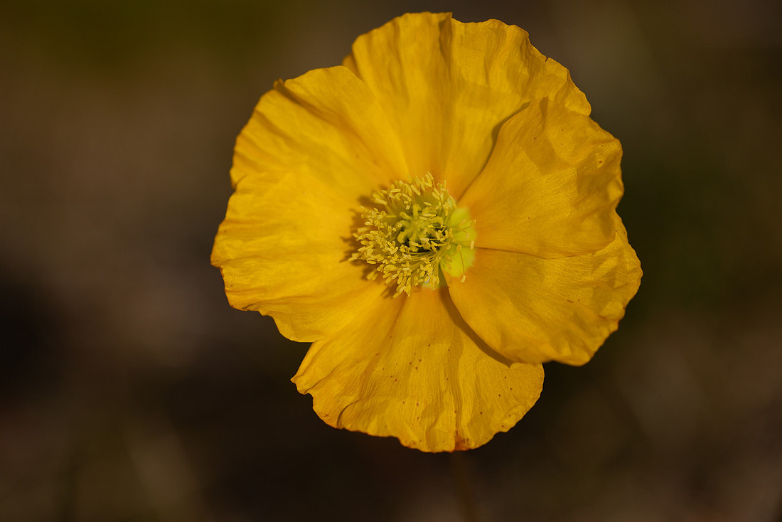 Icelandic Poppy, Snæfellsnes peninsula, Iceland, June 2022