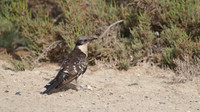 Great-spotted Cuckoo, Larnaca sewage works 2014