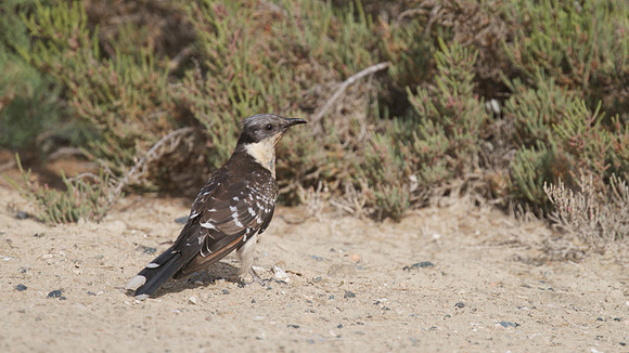 Great-spotted Cuckoo, Larnaca sewage works 2014