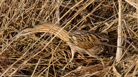 Bittern, Slimbridge 2012