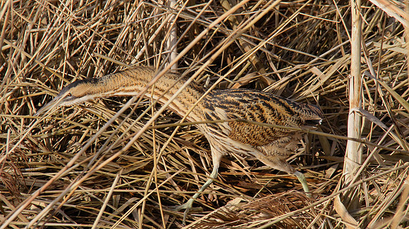 Bittern, Slimbridge 2012
