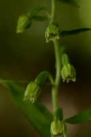 Narrow-lipped Helleborine, Cotswolds, July 2022