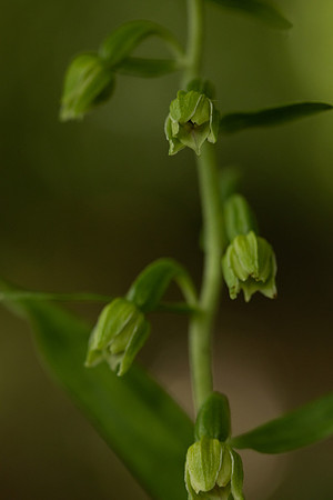 Narrow-lipped Helleborine, Cotswolds, July 2022