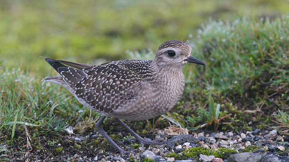 American Golden Plover, Davidstow, October 2014