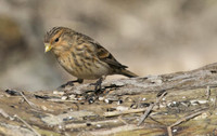 Twite, Aust Warth