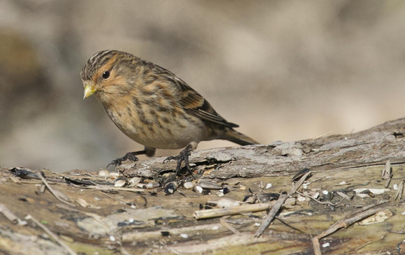 Twite, Aust Warth