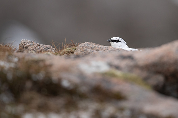 Ptarmigan, Cairngorms, January 2022