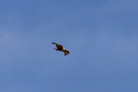 Long-legged Buzzard, Anarita Park, April 2025.