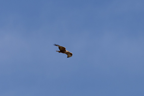 Long-legged Buzzard, Anarita Park, April 2025.