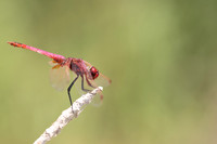 Violet Dropwing, Cape Greco, Cyprus, July 2024.