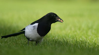Magpie, Tockington, October 2014.