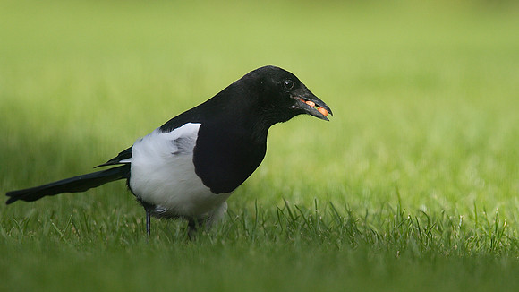 Magpie, Tockington, October 2014.
