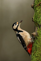 Great Spotted Woodpecker, Milbury Heath, December 2020.