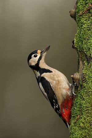 Great Spotted Woodpecker, Milbury Heath, December 2020.