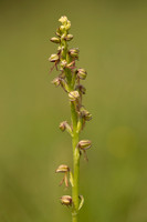 Man Orchid, Kent, May 2024.