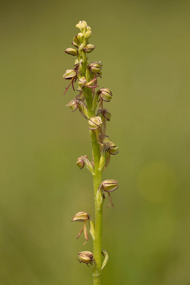 Man Orchid, Kent, May 2024.