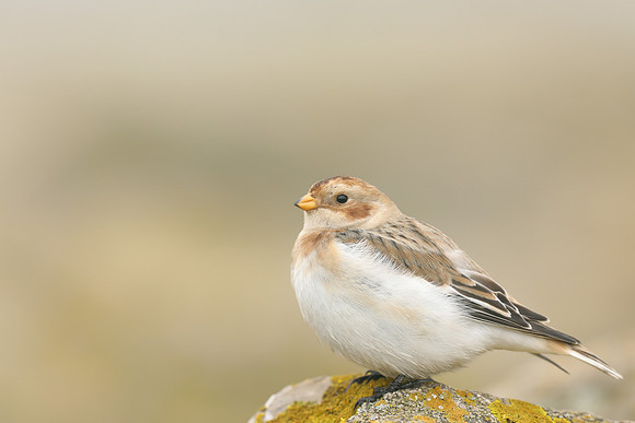 Snow Bunting, Severn Beach, November 2020