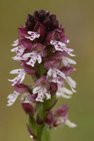 Burnt Tip-orchid var. aestivalis, Ladle Hill, July 2024,