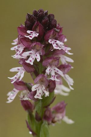 Burnt Tip-orchid var. aestivalis, Ladle Hill, July 2024,