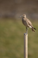 Whimbrel, Sandgeroi, Iceland, May 2022