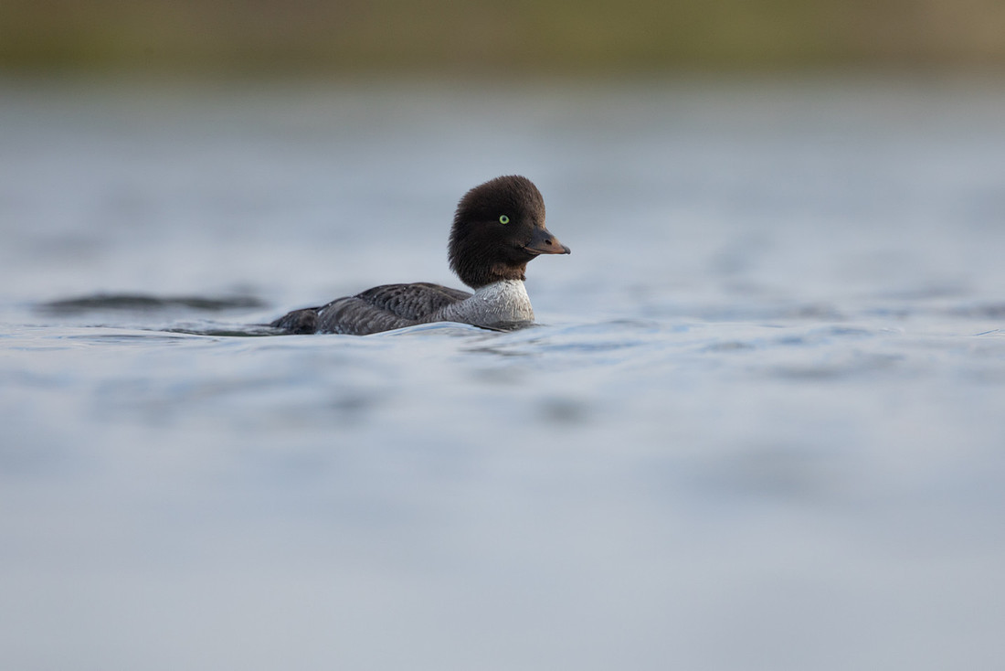 Barrow's Goldeneye, River Laxa, Iceland, May 2022