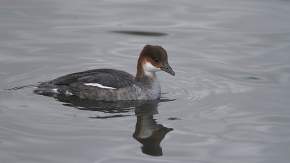 Smew, Slimbridge, 2014