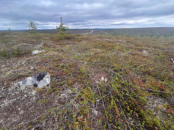 Whimbrel, Saariselka, Finland, June 2025