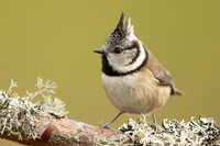 Crested Tit, Loch Morclich, February 2023