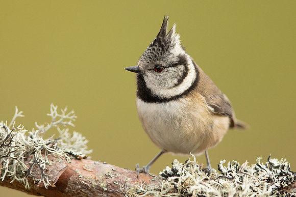 Crested Tit, Loch Morclich, February 2023