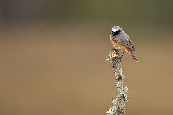 Redstart (male) Thursley Common, April 2021