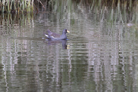 Lesser Moorhen, Agia Varavra, Cyprus, April 2025