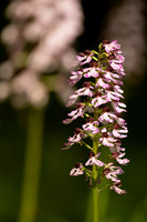 Lady Orchid, Yockletts Bank, May 2024