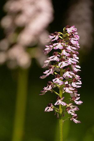 Lady Orchid, Yockletts Bank, May 2024
