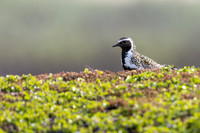 Northern Golden Plover, Komagvaer, Finland, June 2025
