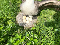 Canada Goose
