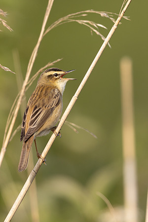 Sedge Warbler, Severnside, May 2024