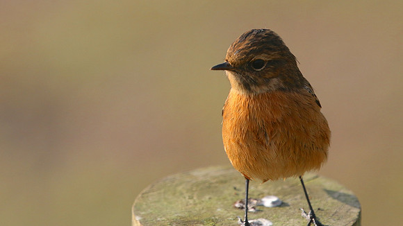 Stonechat, Powderham, Devon, January 2015