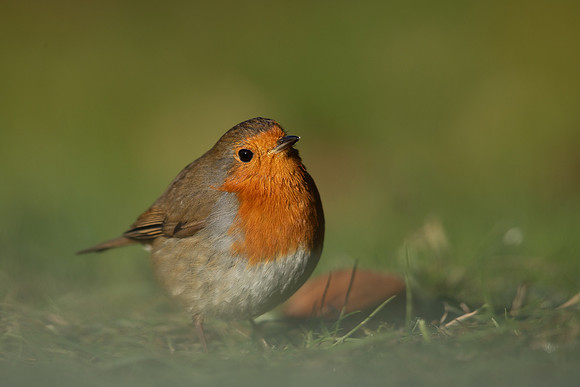 Robin, Tockington, December 2022