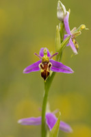 Wasp Orchid