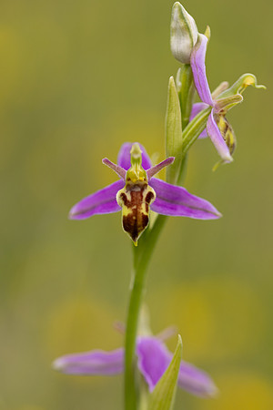 Wasp Orchid, Cleeve Common, June 2024