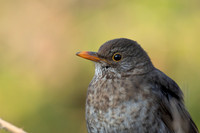 Blackbird, Tytherington, May 2021