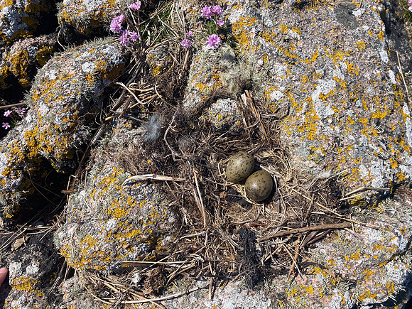 Common Gull, Mull, May 2021