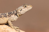Cyprus Rock Agama, Cape Grecko, Cyprus, July 2024