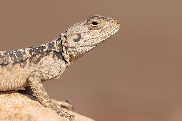 Cyprus Rock Agama, Cape Grecko, Cyprus, July 2024