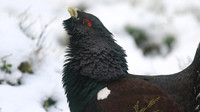 Capercaillie, Cairngorms, Scotland, Feb 2015