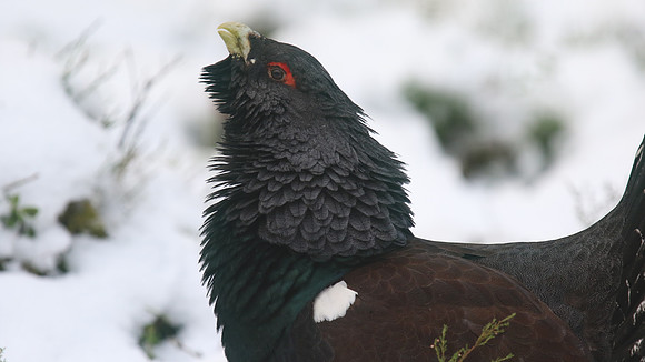 Capercaillie, Cairngorms, Scotland, Feb 2015
