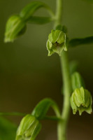 Narrow-lipped Helleborine, Cotswolds, July 2022